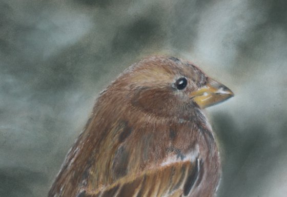 Common Sparrow