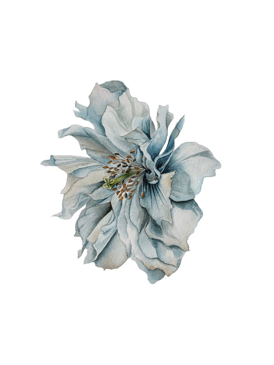 Illustrative Botanical Watercolour By Julia Gorislavska, 6 X 8", Blue Poppy, Original Artwork