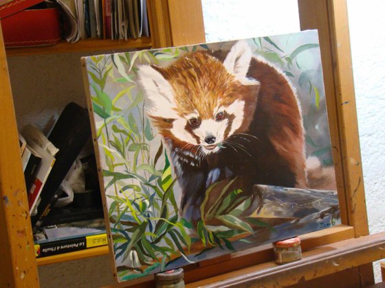 Soft bamboo, portrait of a red panda by Anne Zamo