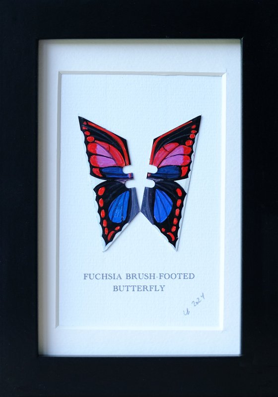 Fuchsia Brush-footed butterfly