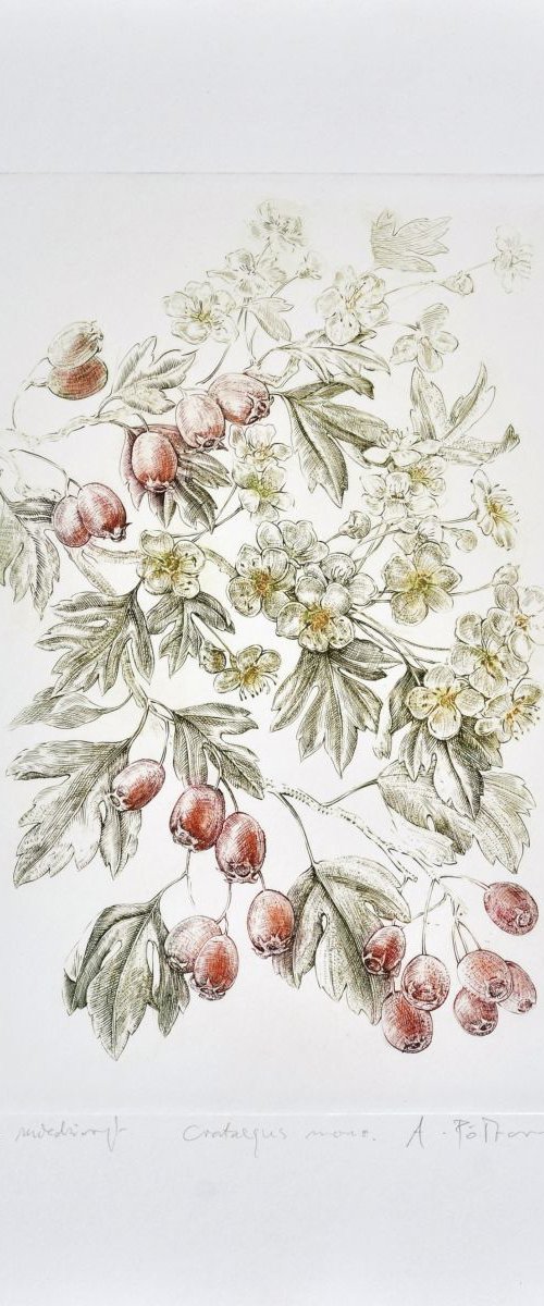 Crataegus (hawthorn, thornapple, May-tree, whitethorn, hawberry) by Adam Półtorak