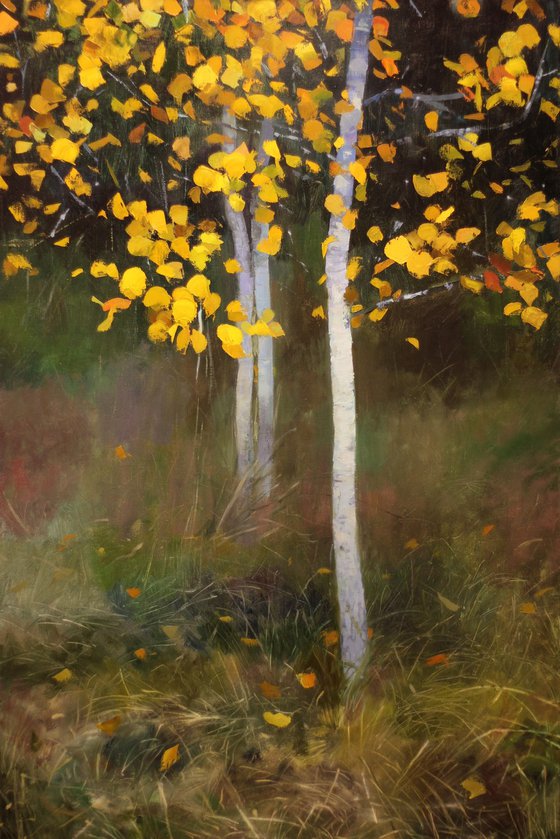 Golden aspens