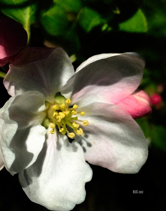 Apple Blossom