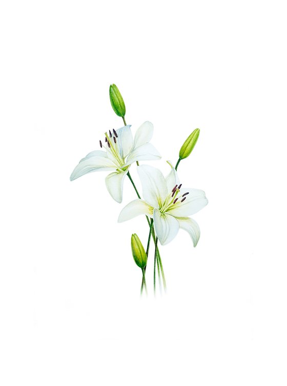 White lillies