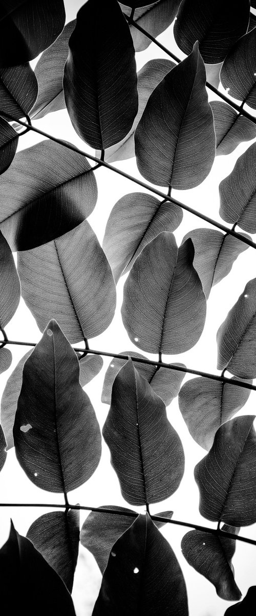 Branches and Leaves III | Limited Edition Fine Art Print 1 of 10 | 30 x 45 cm by Tal Paz-Fridman