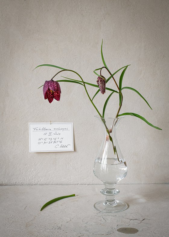 Fritillaria meleagris