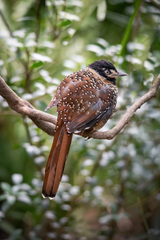 Spotted Laughing Thrush