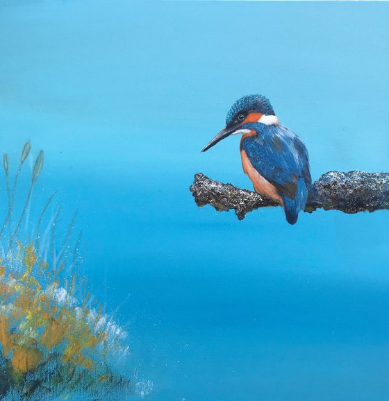 Kingfisher