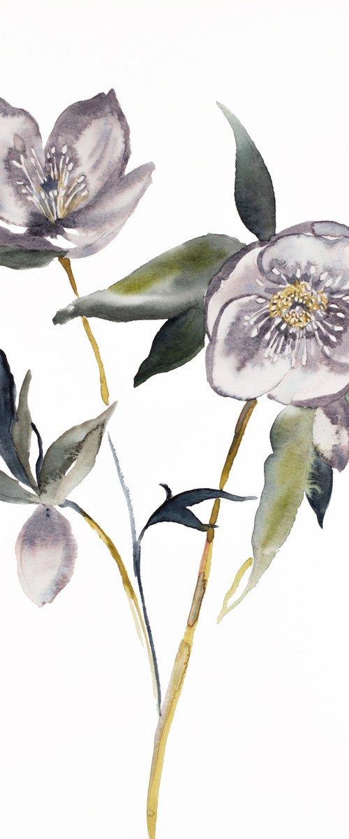 Hellebore No. 19 by Elizabeth Becker
