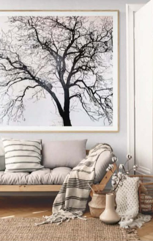 Acacia by Valeriia Radziievska