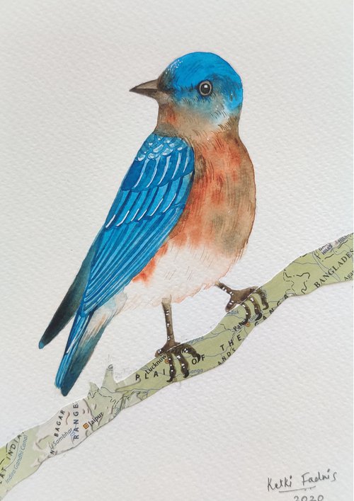 Eastern Bluebird by Ketki Fadnis