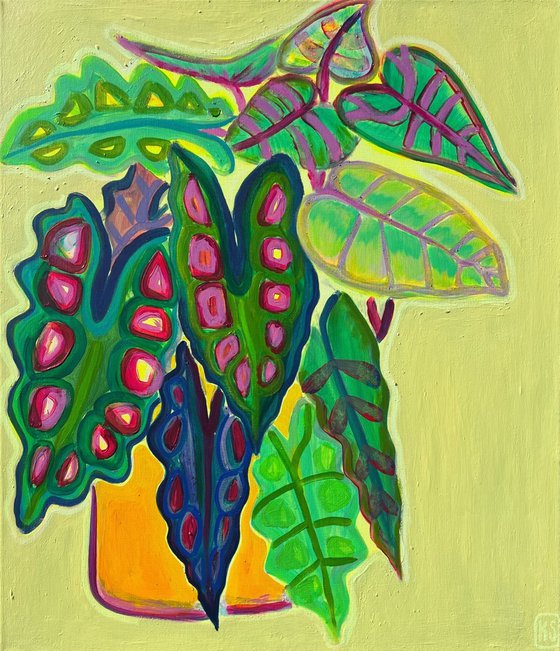 Alocasia Study IV