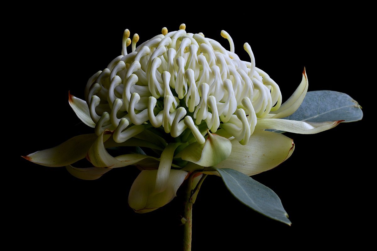 Botanical Photograph By Nadia Culph, 35 X 24", White Waratah Flower, Original Artwork
