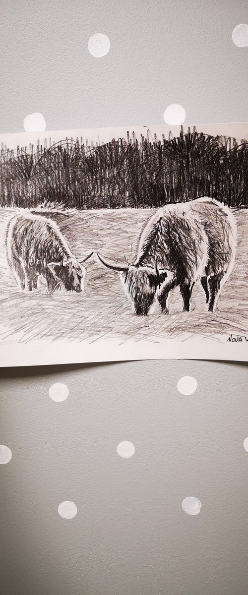 Highland Cows by Jelena Nova