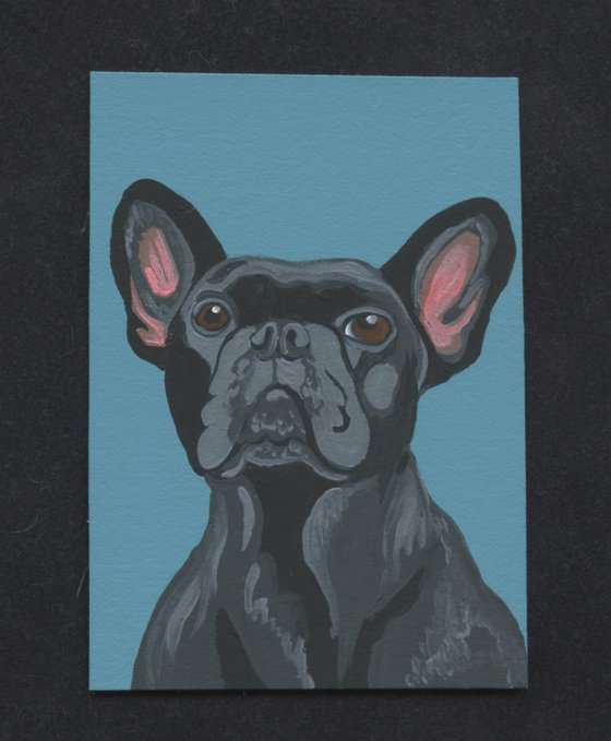 Black French Bulldog