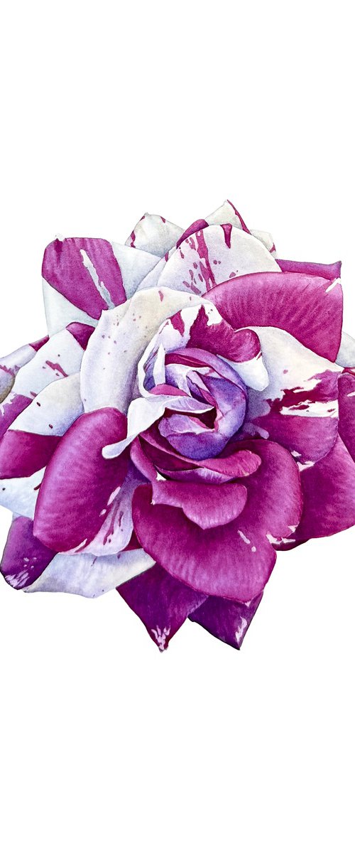 Rose Hanri Matisse Painting by Yuliia Prokopchuk