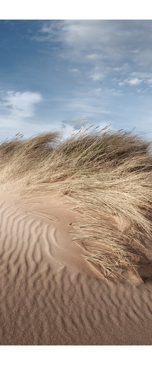 Dune Portrait V by David Baker