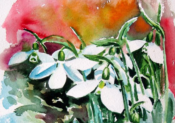 Snowdrops in my garden