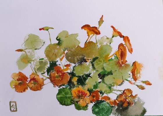Nasturtium