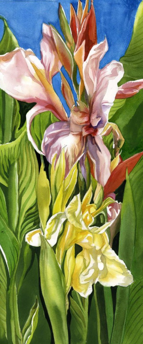 Canna lily by Alfred  Ng