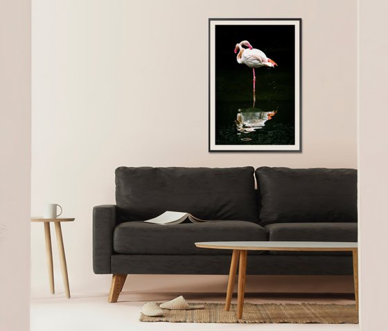 Flamingo_2