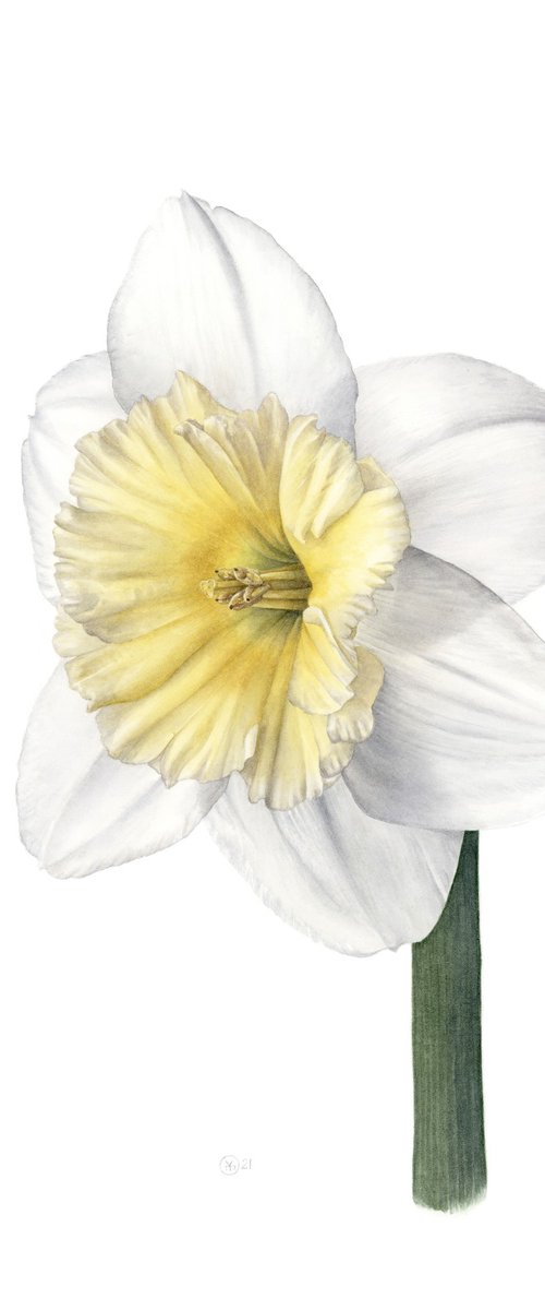 Daffodil, Front View by Yuliia Moiseieva