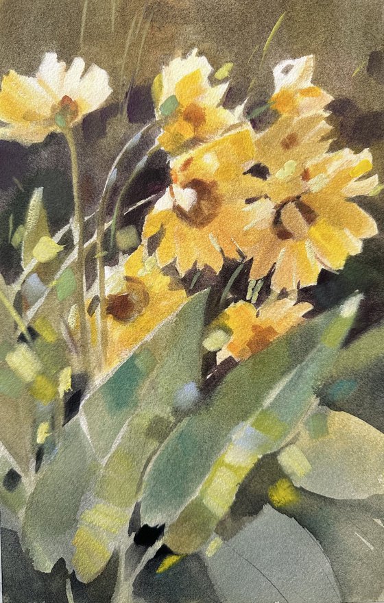 sunflowers of Okanagan Valley
