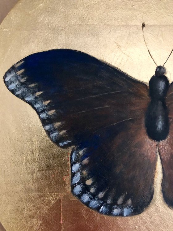 Dark Brown Butterfly Oil Painting on  Fine Italian Canvas Frame