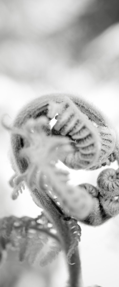 Fern Frond by Robert Houser