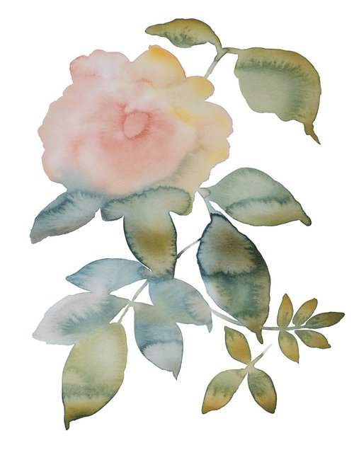 Rose Study No. 80 by Elizabeth Becker