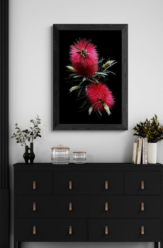 Red Bottlebrush