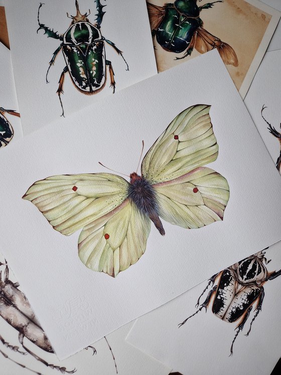 Common brimstone (Gonepteryx rhamni), male, ukrainian lemon butterfly