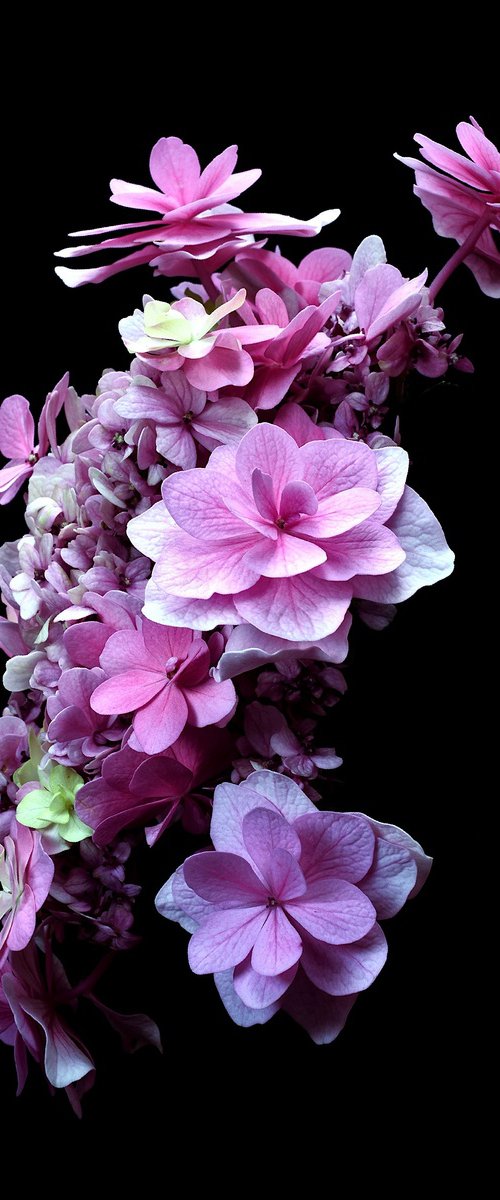 Pink Hydrangea by Nadia Culph