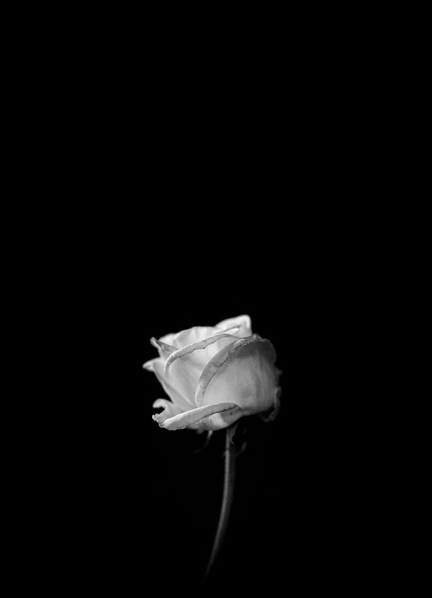 the white rose i by Marcus Scott