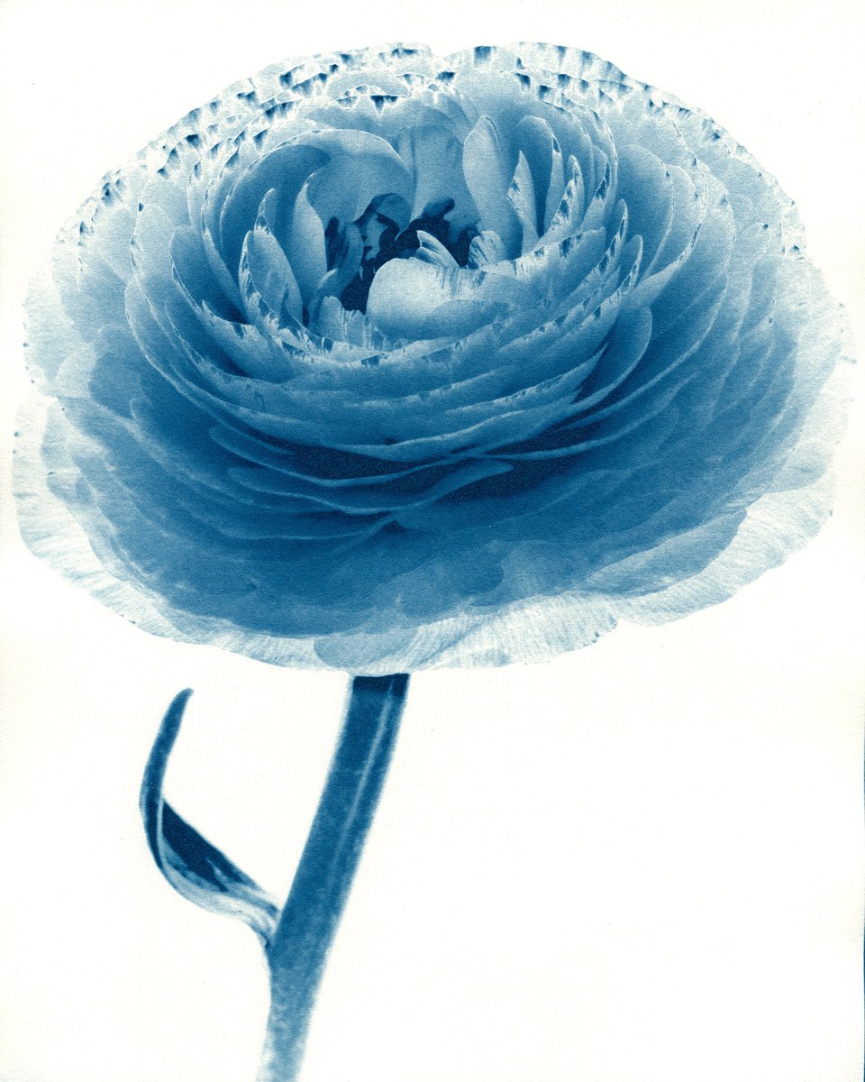 Ranunculus - Cyanotype by Jacek Gonsalves