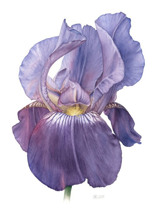 Blue Iris by Yuliia Moiseieva