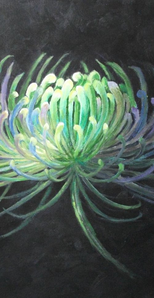 ILLUMINATED CHRYSANTHEMUM by Lynda Cockshott