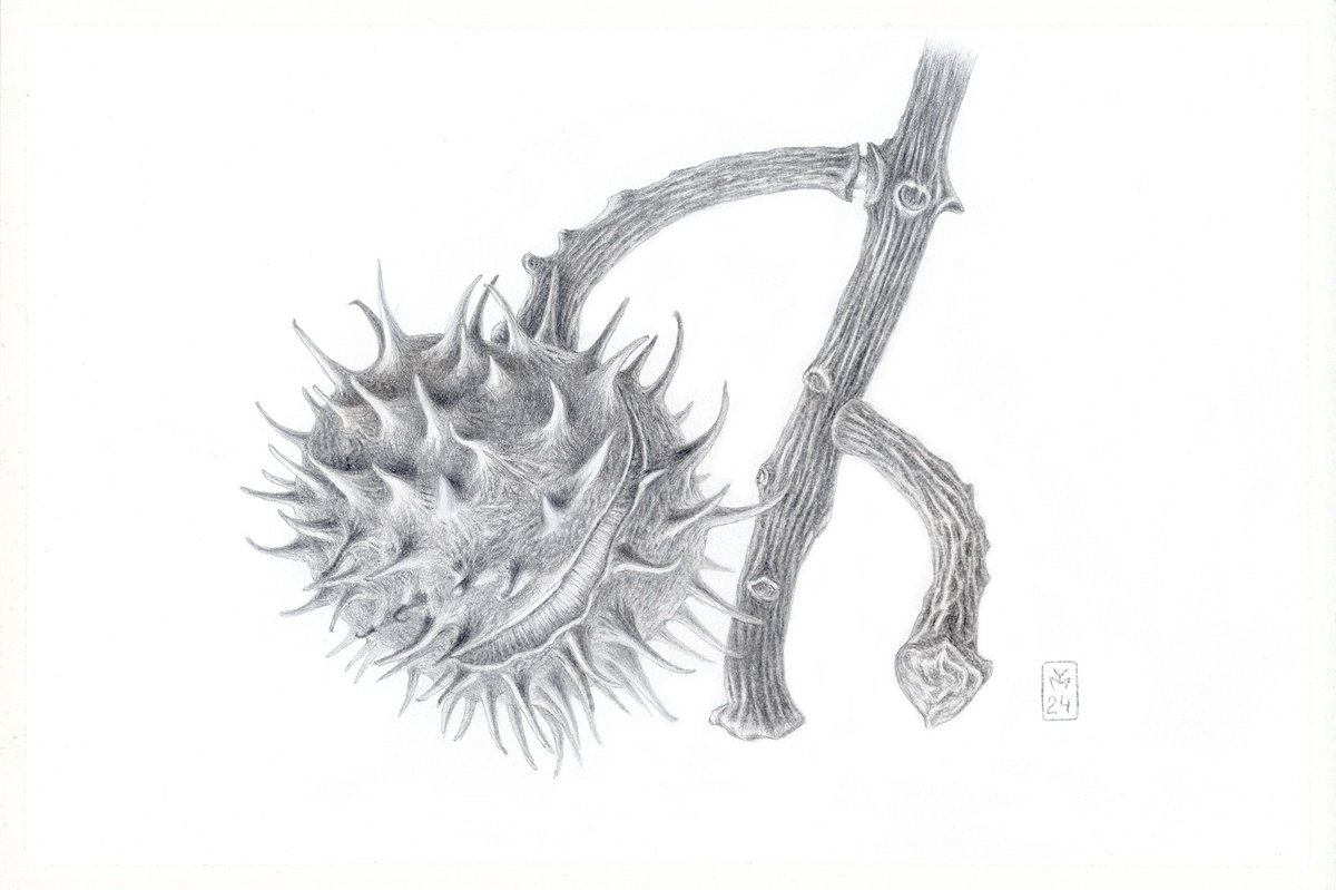 Graphic Botanical Drawing By Yuliia Moiseieva, 11 X 7", Spiky Chestnut, Original Artwork