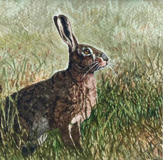 Hare