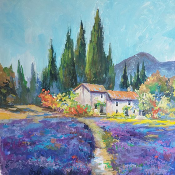 Lavender field