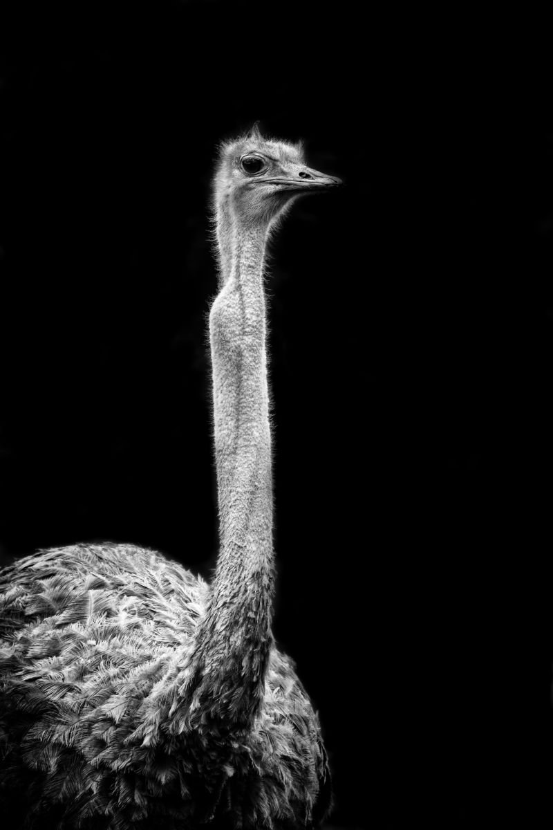Photorealistic Photograph , Ostrich By Paul Nash, 16 X 24, Artwork For Sale On Artfinder