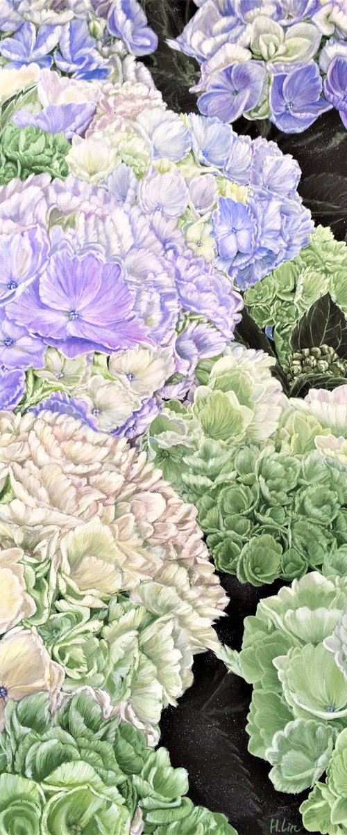 Have Faith in A Sunny Place - Premium Hydrangea by HSIN LIN