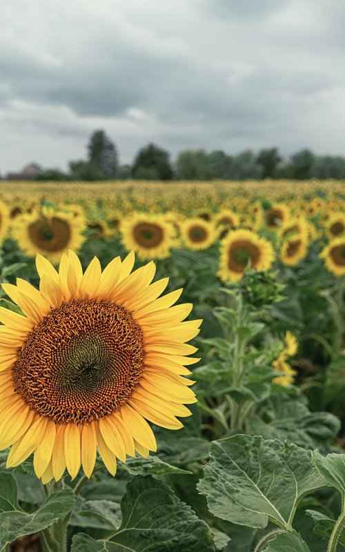 Sunflowers are blooming again by Lidiya Dmitrieva