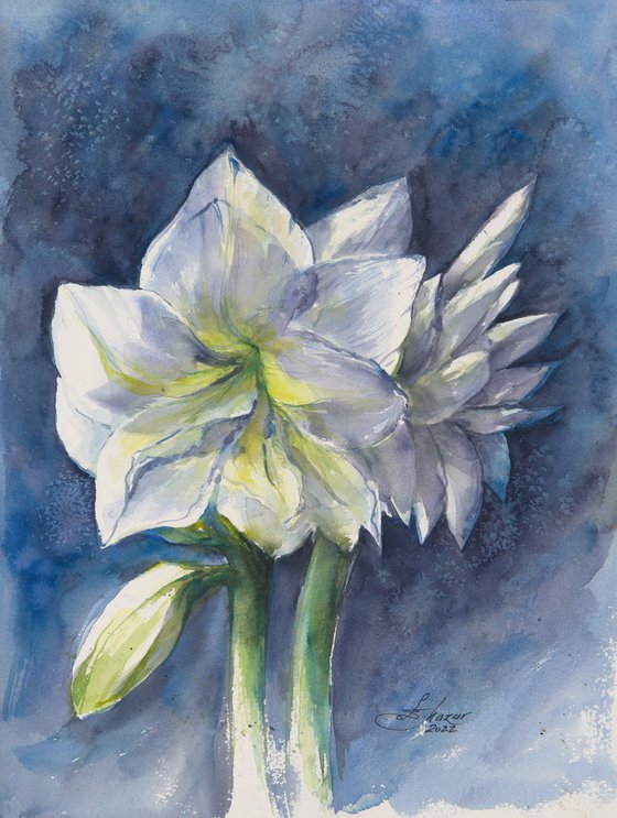 Amaryllis