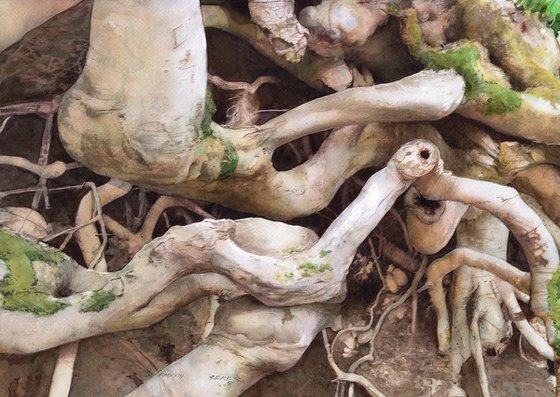 TREE ROOTS