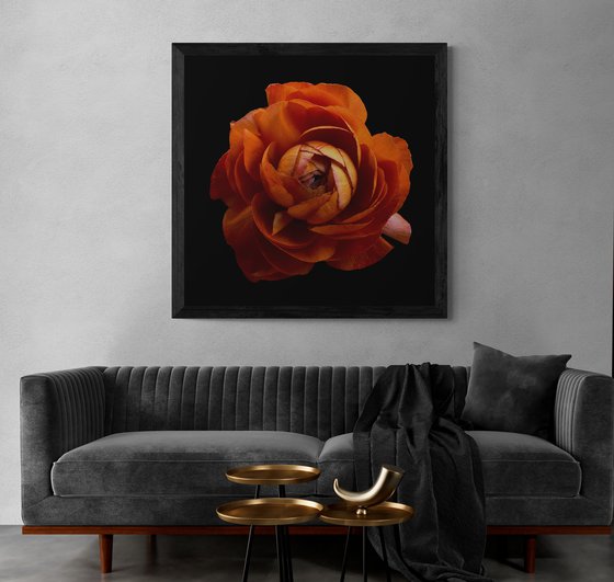 Orange Ranunculus