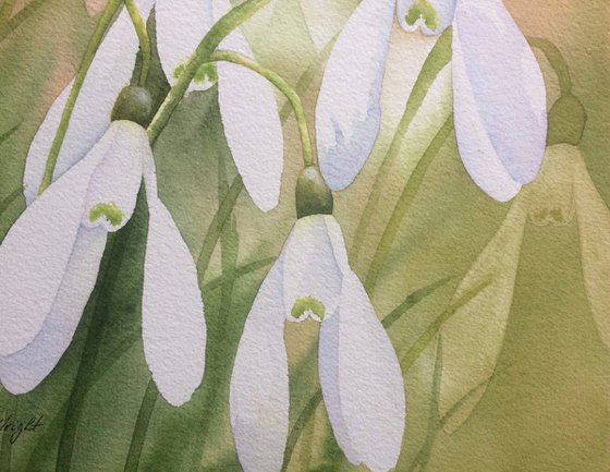 Snowdrops