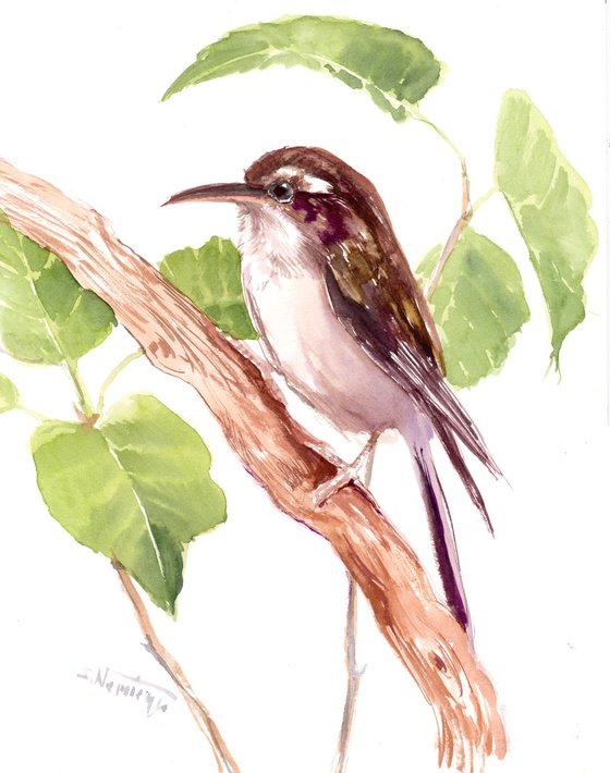 Brown Creeper