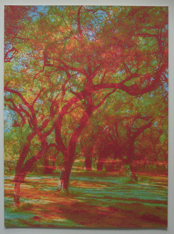 Carob tree