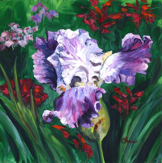 "Clarence" Iris with Lobelia & Phlox